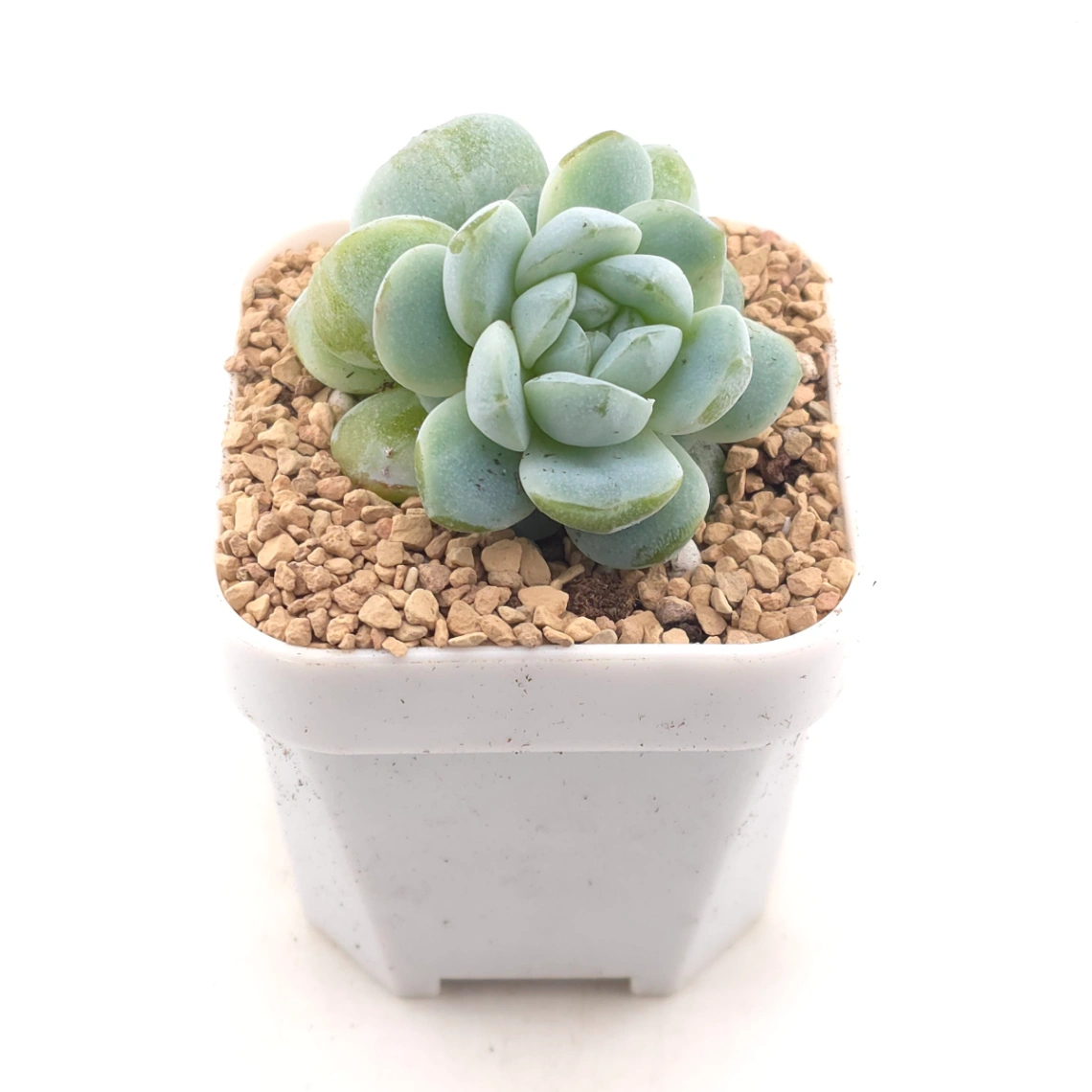 Echeveria ‘Ice Green’ | 冰玉 - alternate view