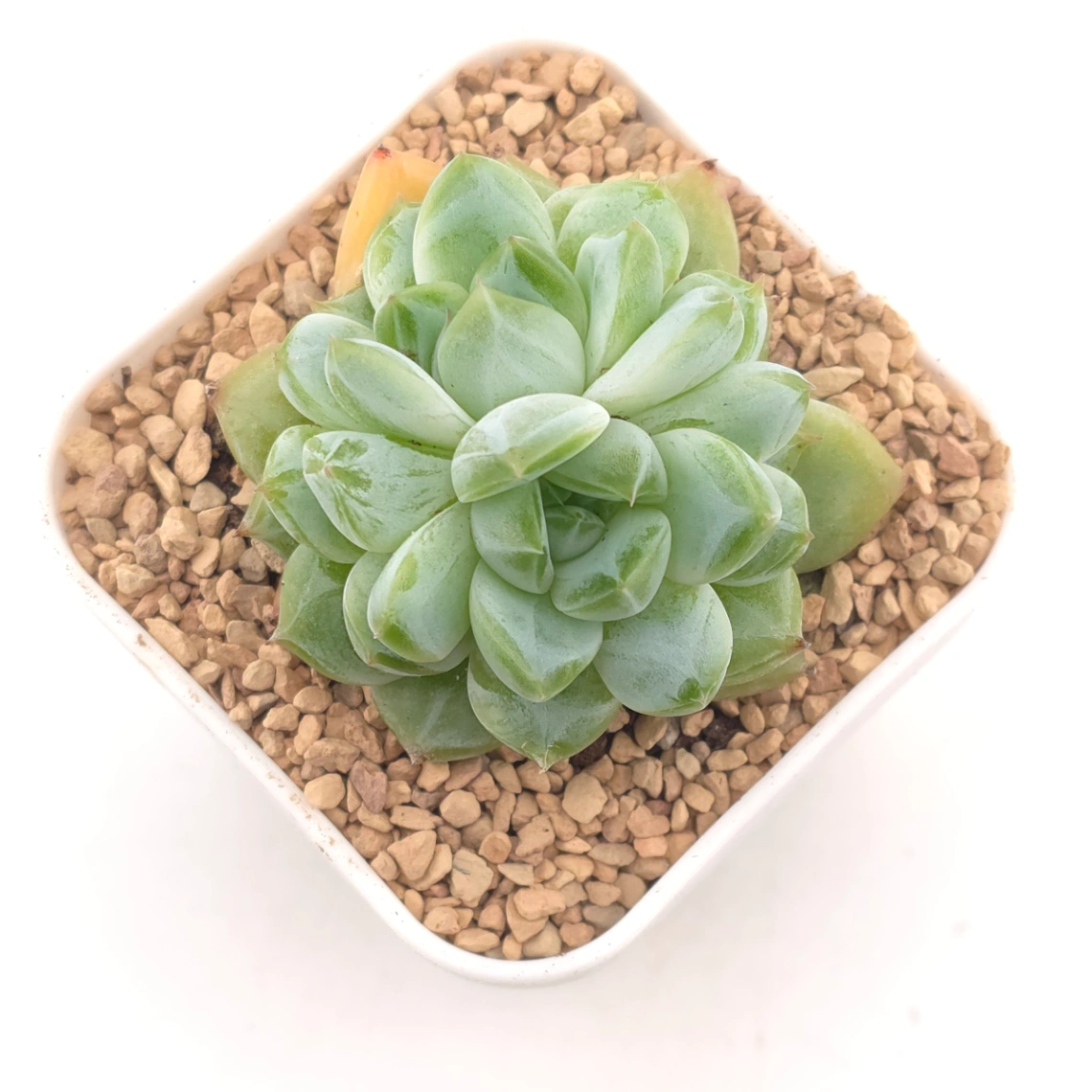 Echeveria 'Jade Prism' |  翡翠稜