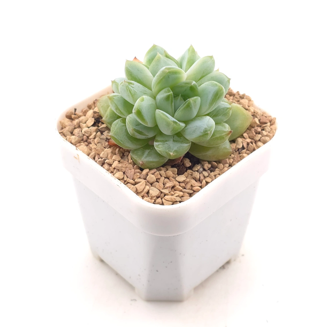 Echeveria 'Jade Prism' |  翡翠稜 - alternate view