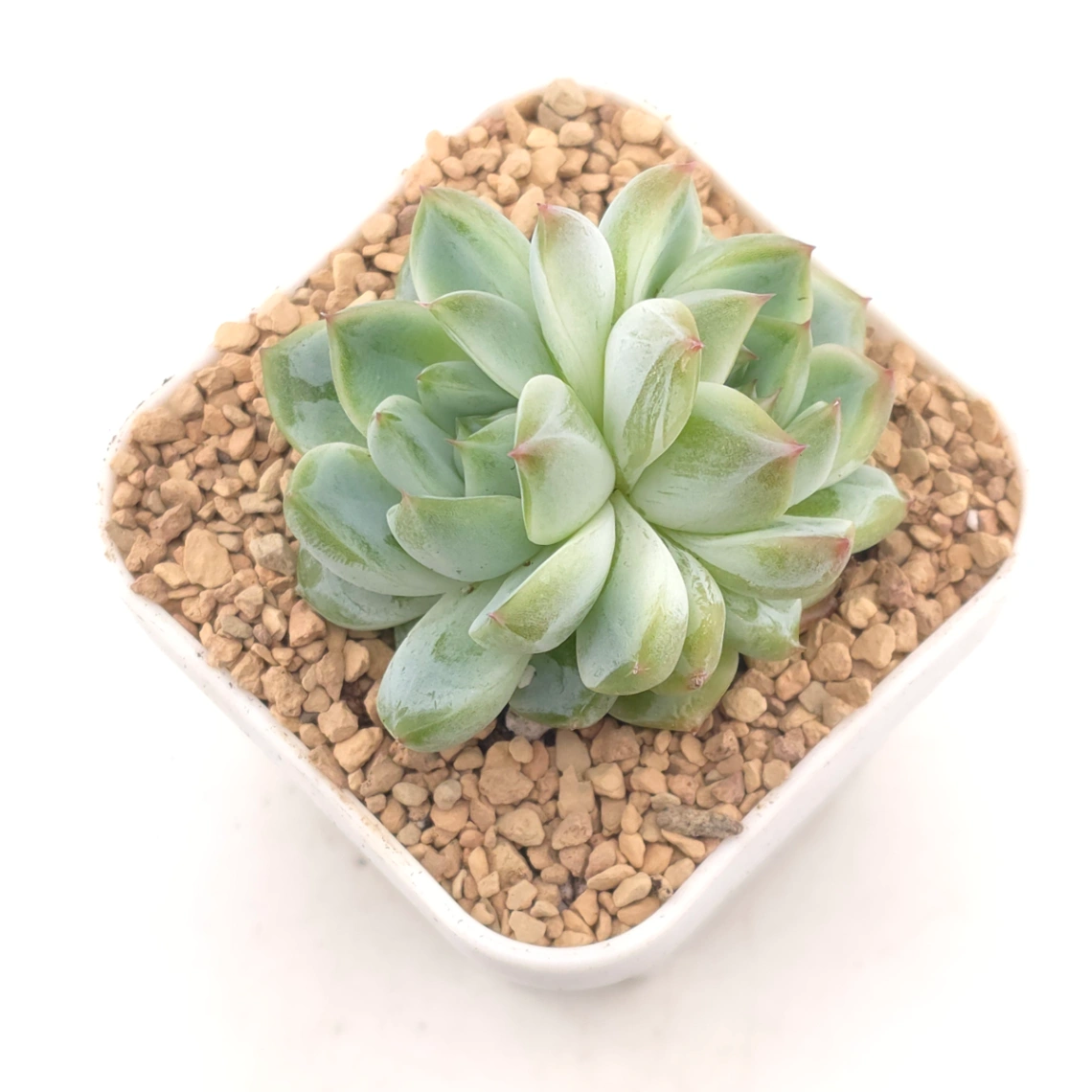 Echeveria 'Jade Prism' |  翡翠稜
