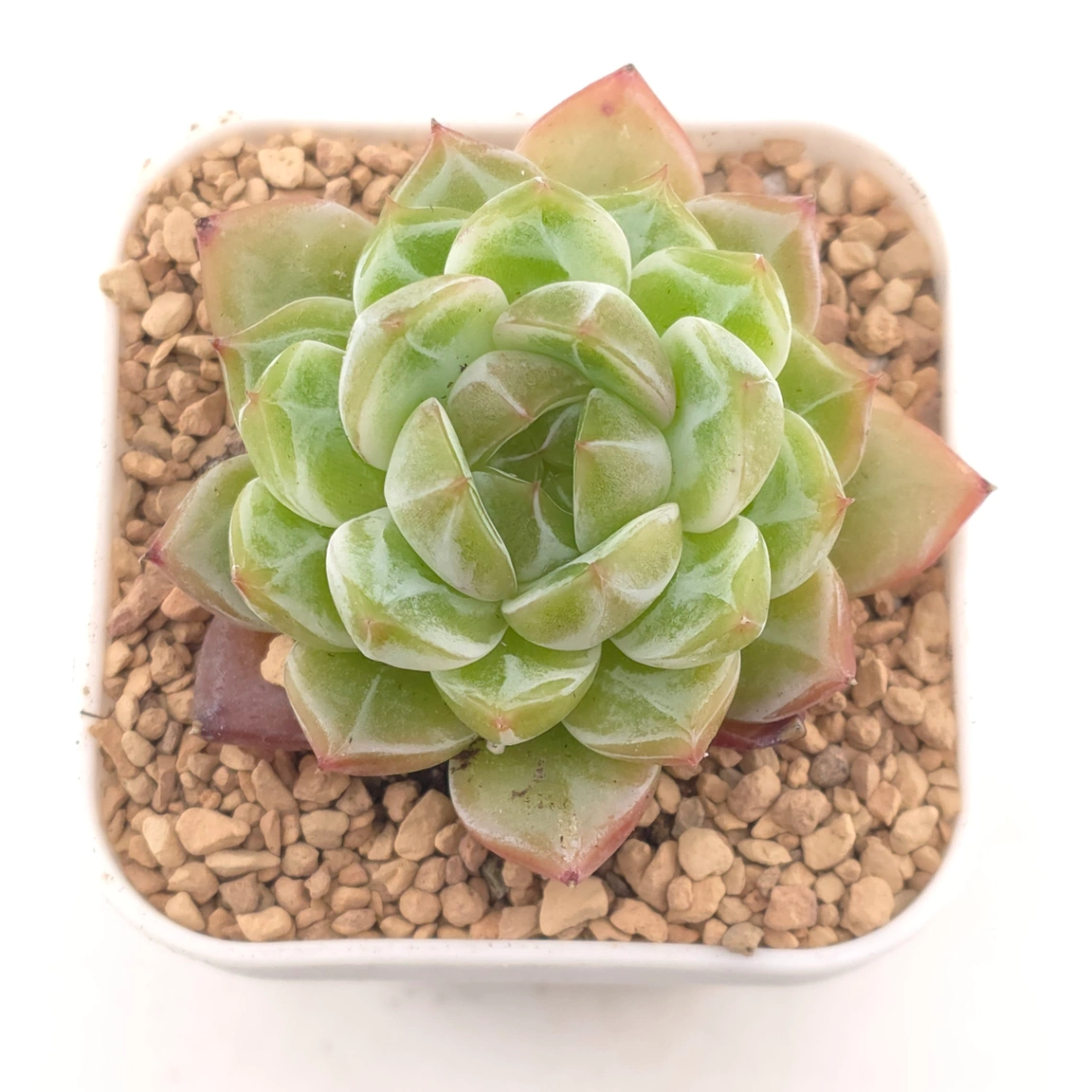 Echeveria 'Jade Prism' |  翡翠稜