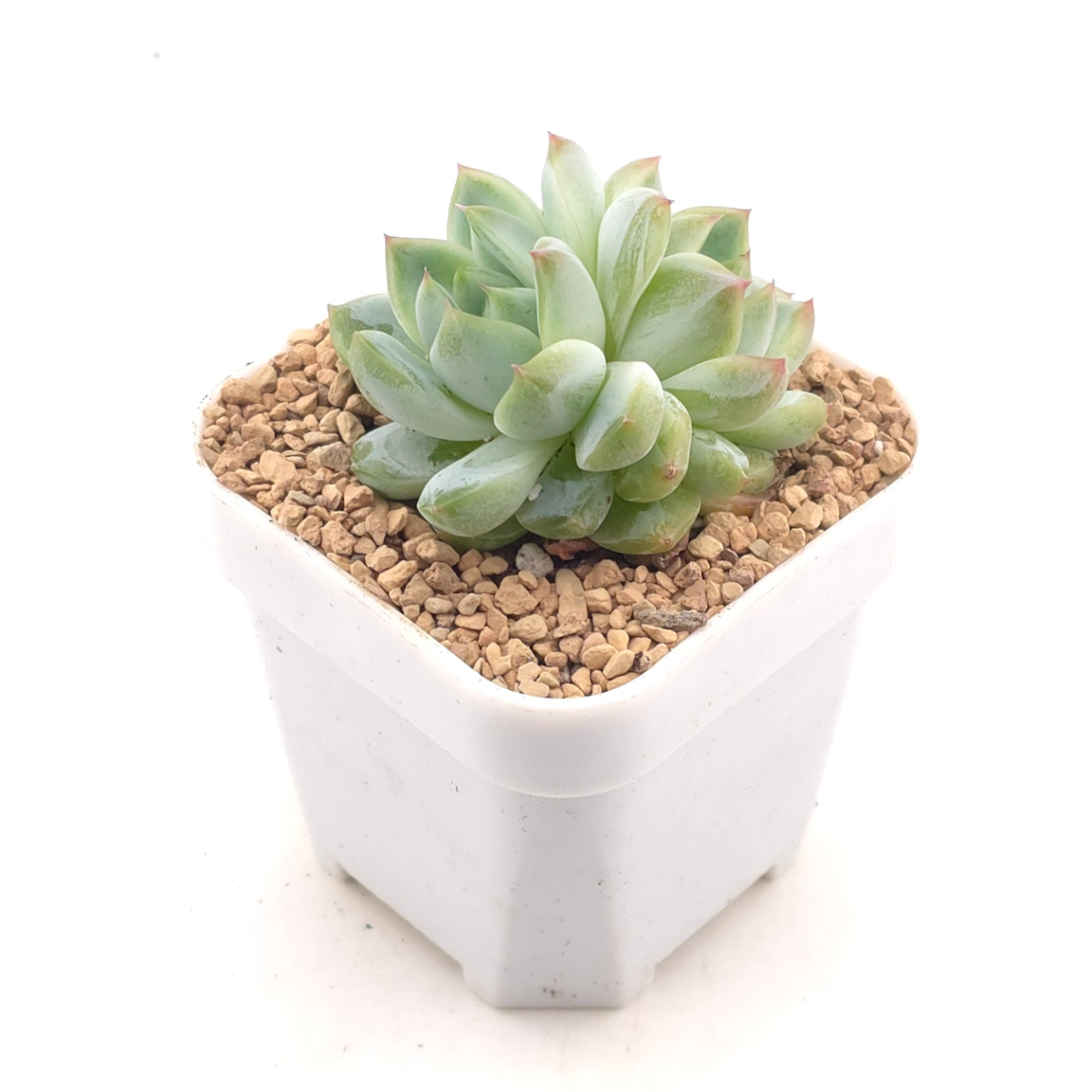 Echeveria 'Jade Prism' |  翡翠稜 - alternate view