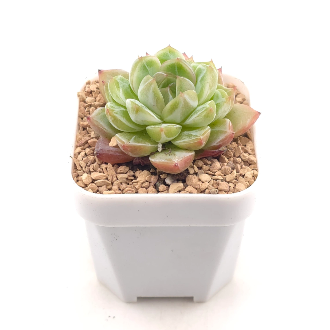 Echeveria 'Jade Prism' |  翡翠稜 - alternate view