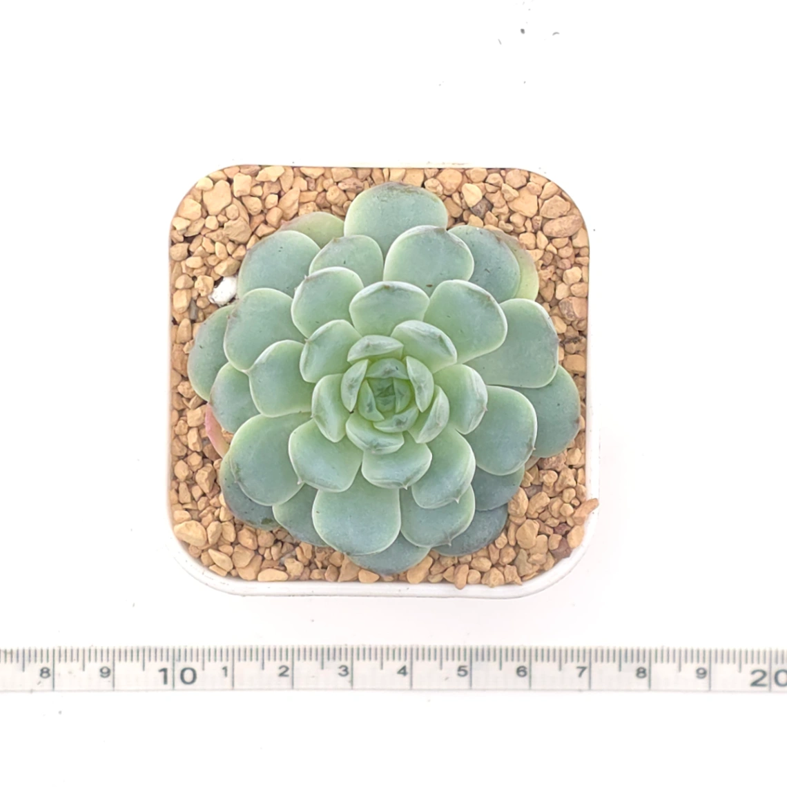 Echeveria 'Pinwheel' | 紙風車 thumbnail 4