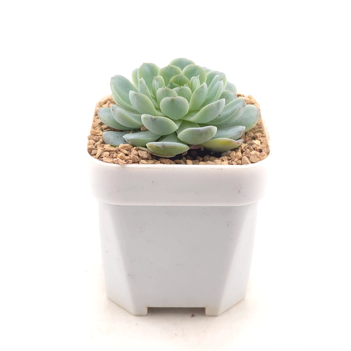 Echeveria 'Pinwheel' | 紙風車 thumbnail 3