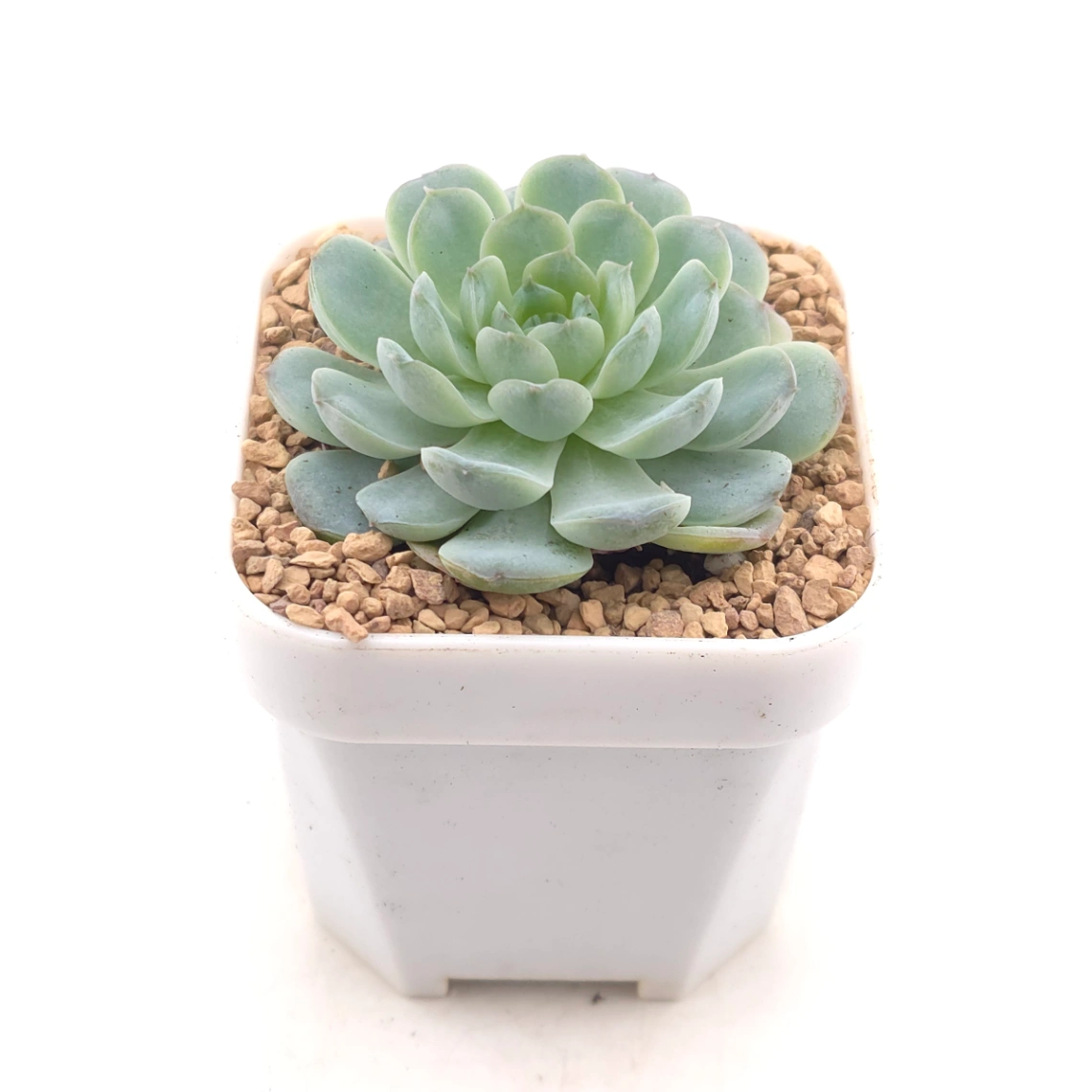 Echeveria 'Pinwheel' | 紙風車 thumbnail 2