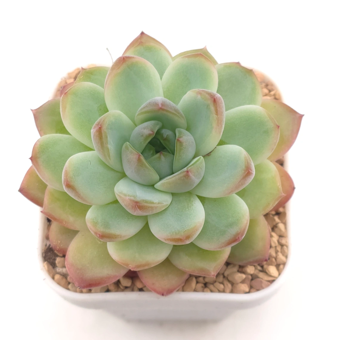 Echeveria spp. | 石蓮雜