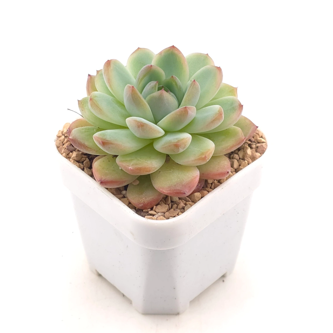 Echeveria spp. | 石蓮雜 - alternate view
