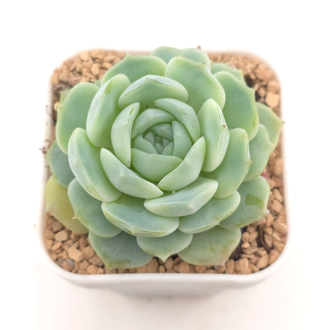 Echeveria spp. | 石蓮雜
