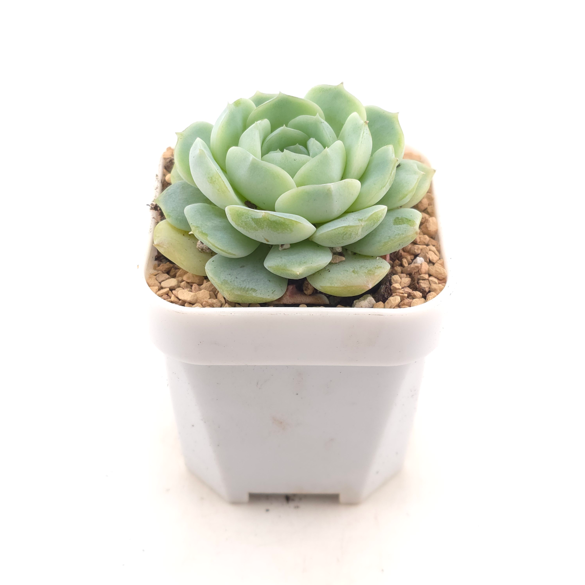 Echeveria spp. | 石蓮雜 - alternate view