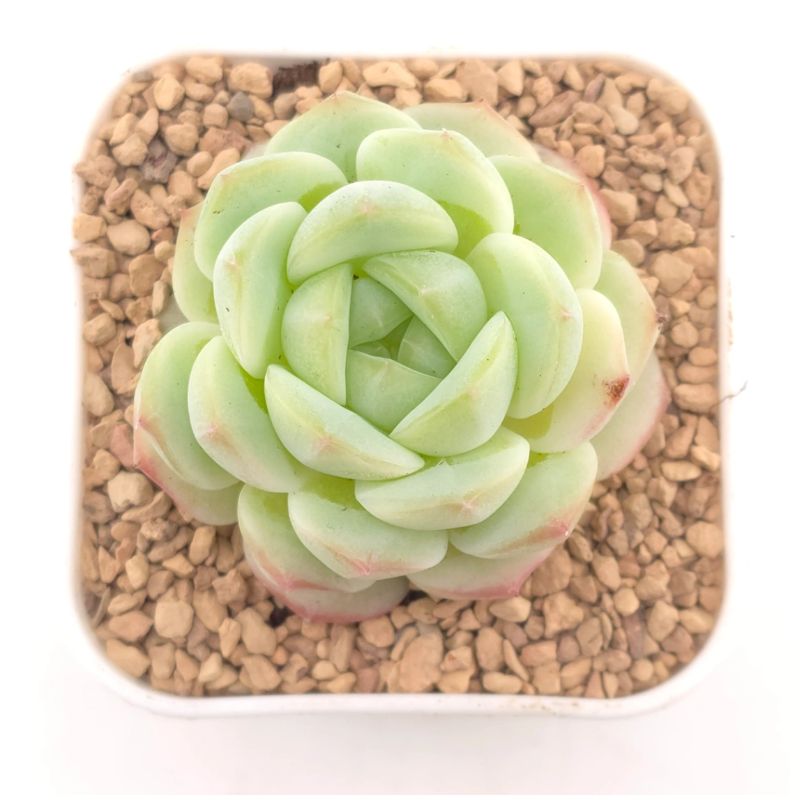 Echeveria spp. | 石蓮雜