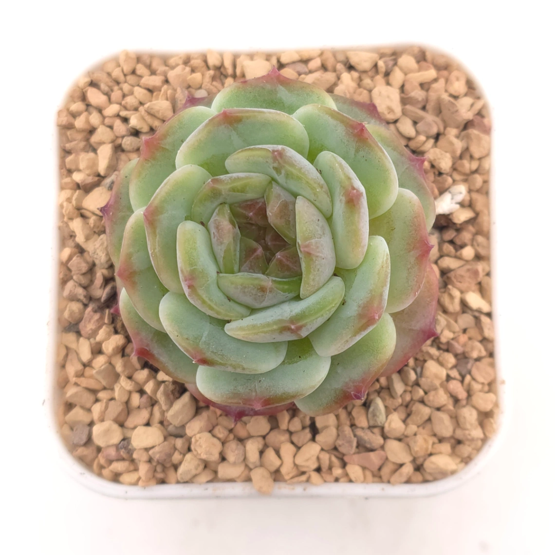 Echeveria spp. | 石蓮雜