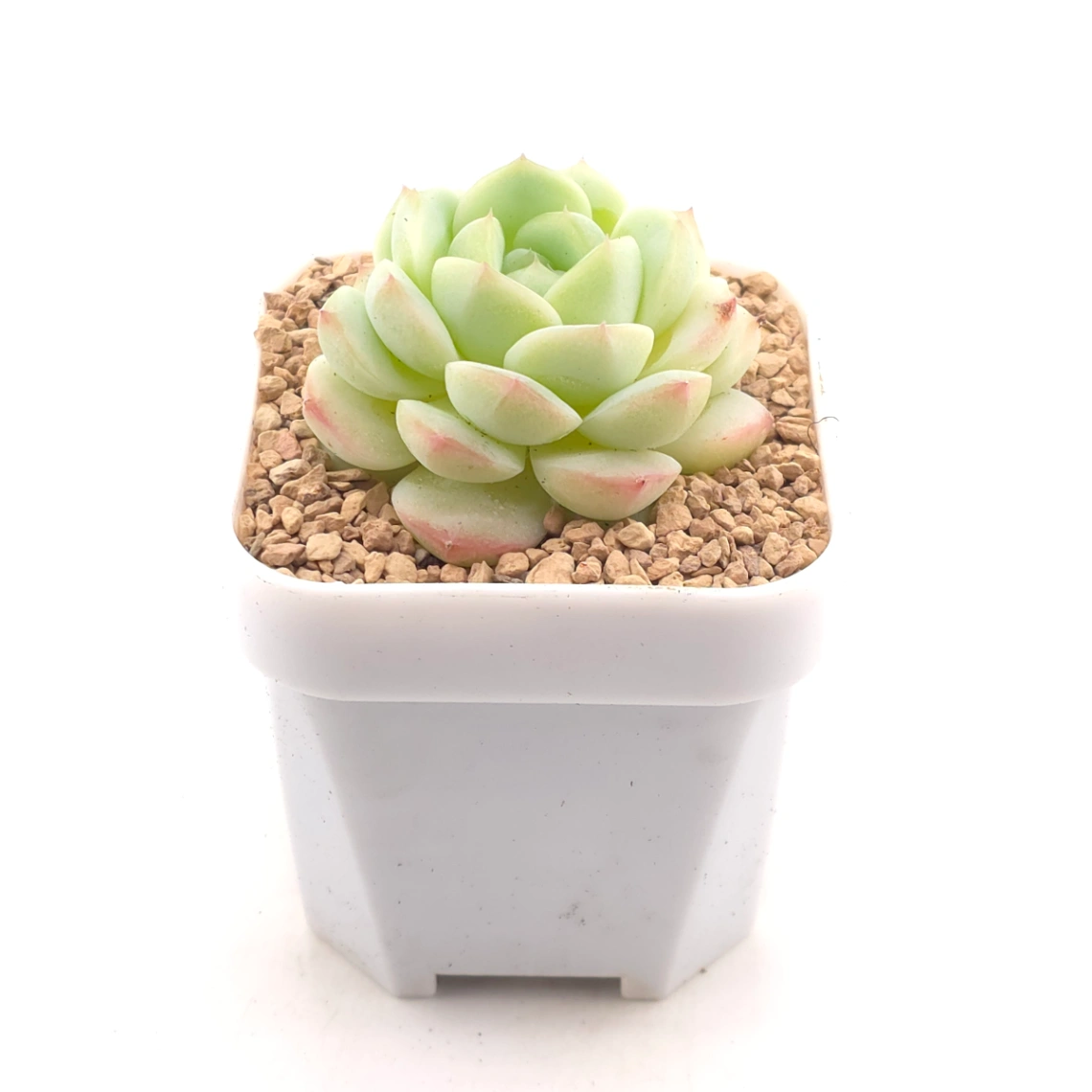 Echeveria spp. | 石蓮雜 - alternate view