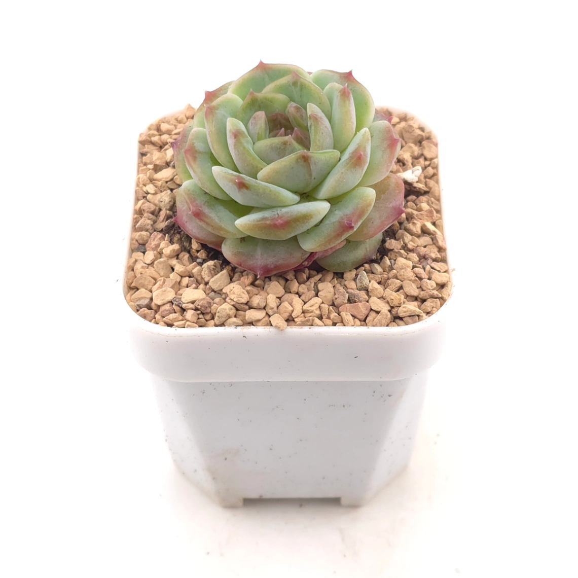 Echeveria spp. | 石蓮雜 - alternate view