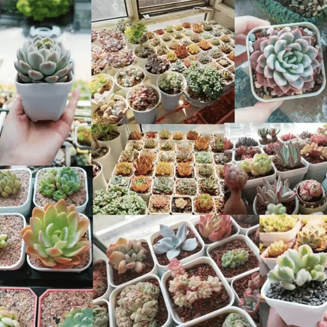 White Plastic Square Nursery Succulent Pot / Set of 2 thumbnail 6